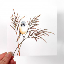 'Bearded Tit' Greetings Card 'Bearded Tit' Greetings Card