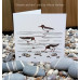 'Oystercatchers' greetings card 'Oystercatchers' greetings card