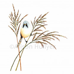 Drypoint - Bearded Tit (Reedling) Drypoint - Bearded Tit (Reedling)
