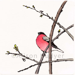 Drypoint - Bullfinch Drypoint - Bullfinch