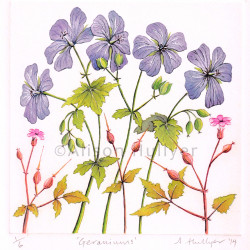 Drypoint - Geraniums Drypoint - Geraniums